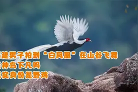 福建男子拍到“白凤凰”在山谷飞舞，是神鸟下凡？真实身份是野鸡视频封面