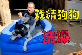 二哈洗澡有多戏精？惨叫连连拼命挣扎，游泳池都被它干漏气了视频封面