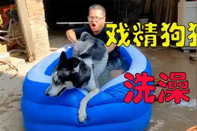 二哈洗澡有多戏精？惨叫连连拼命挣扎，游泳池都被它干漏气了视频封面