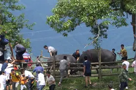 斗牛又伤人了，太可怜了，有人还会爬树！