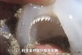 深海神秘生物：1977年太平洋怪尸事件，可能是真实的海中巨怪！视频封面