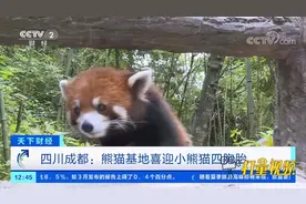 四川成都：熊猫基地喜迎小熊猫四胞胎|天下财经