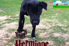 狗狗踩到了陷阱夹子并且一直忍受疼痛直到奇迹发生！视频封面