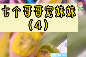 七个哥哥宠妹妹 (4)前世对她不闻不问的七个哥哥也天天围着她转视频封面