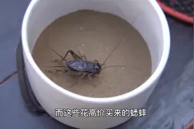 小小一只蟋蟀可能比一头牛还贵？最高曾卖出6万元的高价，为啥呢视频封面