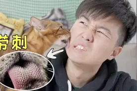 被猫布满倒刺的舌头舔会破相？小伙用脸亲身尝试视频封面