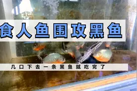食人鱼有多凶残，一条黑鱼几秒钟就吃完，只剩鱼头躺在缸低喘粗气视频封面