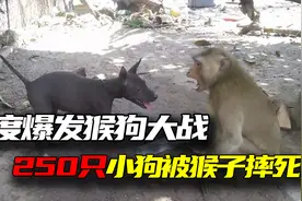 印度小猴被群狗咬死，爆发猴狗大战，250条狗被杀后竟对人类下手视频封面