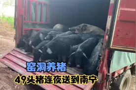 连夜把49头藏香猪送到南宁,看到网友利用窑洞放养藏香猪！视频封面