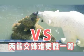 北极熊打不过棕熊，并不是力量的悬殊，而是因为天生拥有身体缺陷视频封面
