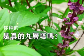 也许你种的是假罗勒，荆芥和九层塔的区别 ，如何种植九层塔？视频封面
