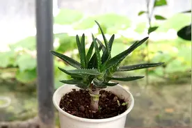 只需简单几步，把芦荟养成老桩，观赏价值更高！视频封面