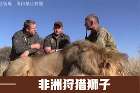非洲坦桑尼亚狩猎，土豪一枪撂倒300斤重雄狮视频封面