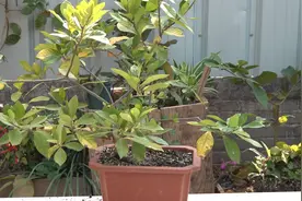 栀子花换盆后就黄叶？看完之后才知道又赚了一招视频封面