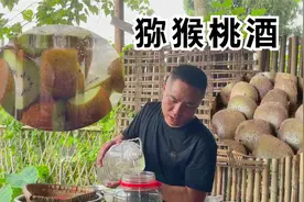 野生猕猴桃泡酒喝，贵州大山里带来的美味，四娃有口福视频封面