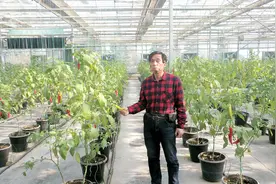 降糖辣椒的栽培技术要点视频封面