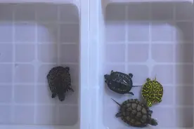 龟苗饲养教程，想要养好龟苗，这几点必须注意！