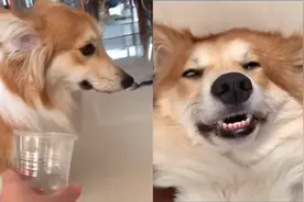 狗子喝醉差点中毒，主人急忙催吐，结果差点被一句话要气疯视频封面