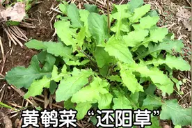 农村的黄鹌菜人称“还阳草”，到底有啥价值？懂的人当宝一样视频封面