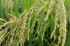 农村这新品种水稻，亩产1800斤抗病强价格昂贵，有钱人很是喜欢。