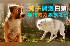 狗生最巅峰，迎娶了最美白狼，还当了狼族之王视频封面