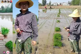 博士直播教插秧！河南一老师戴草帽穿胶鞋上网课：电脑长不出水稻视频封面