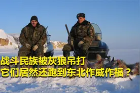 俄罗斯人狼大战上演，花费上亿元打狼，还想请我们吃狼肉火锅视频封面