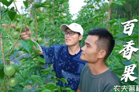 如何挑选好吃的百香果？农村小伙分享10年种植经验，简单易学视频封面