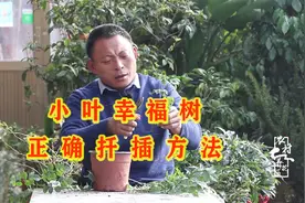 幸福树只需一段茎就能繁殖，简单几步完成扦插，一个星期就能生根