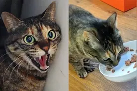 超凶流浪猫被领养7个月后首次主动亲近人类，铲屎官快感动哭了视频封面