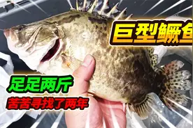 苦苦寻找了732天的巨型鳜鱼找到啦，没想到才花了93块钱，太棒了视频封面