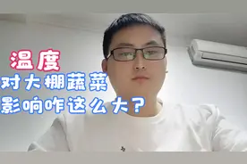 温度高低对大棚蔬菜影响巨大，控制好增产增收，控制不好落花落果