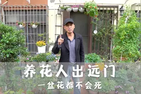 养花人出远门，尝试这种方式，保管一盆花都不会死