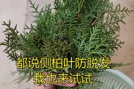 侧柏叶洗头收到很多网友留言 跟大家分享两次洗发后的感受和效果视频封面