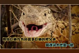 眼斑巨蜥，作为科莫多巨蜥的把兄弟，其战斗力也是一绝