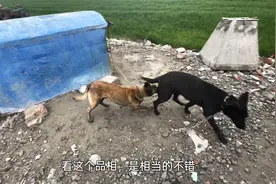 种母黑狼犬发情，用价值五千块的种公马犬配种，这能出精品幼犬么视频封面