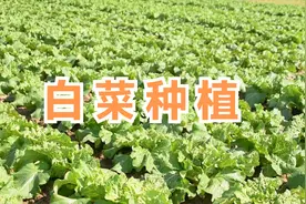 种白菜出现烂心，用再多农药不管用，是缺肥造成的视频封面