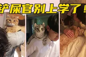 油管120万播放的胖橘猫~喜欢跳到主人背上的小猫咪简直要上天了!视频封面