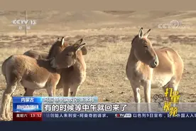 内蒙古：边境牧民保护蒙古野驴，种群数量逐年增加视频封面