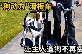 国外发明“狗动力”滑板车,让主人遛狗不再费劲，一次性可遛4只狗