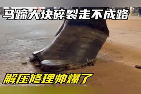 马蹄大块碎裂，马儿疼的走路一瘸一拐，专业修蹄师傅紧急救治视频封面
