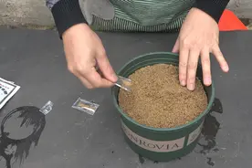 培育倒挂金钟很简单，直接往盆里一撒，薄膜一罩，稳稳冒新芽视频封面