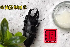 锹甲这么可怕的虫子居然爱吃果冻，两只憨憨为了争食打成一团