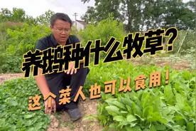养鹅的优质牧草，苦荬菜鹅吃少生病，口感好，而且一年收3~6次视频封面
