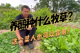 养鹅的优质牧草，苦荬菜鹅吃少生病，口感好，而且一年收3~6次视频封面