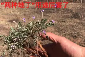 紫花地丁和甜地丁，原来都是珍贵药材，泡水喝对人有很多好处！视频封面