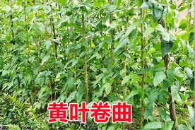 豆角黄叶卷曲怎么办？掌握一个配方轻松搞定，清除病害又增产