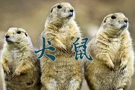 在国外地区，草原犬鼠经历了人类近100年的残酷屠杀，数量骤减视频封面