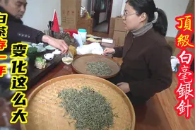 白茶存一年变化有多大？到福鼎茶厂试白毫银针，才2年就这么好喝视频封面