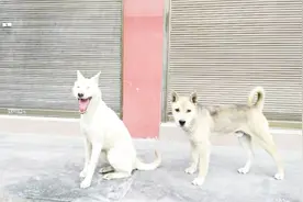 没有疫苗，古代狂犬病怎样治疗，中医治疗“狂犬病”方法视频封面